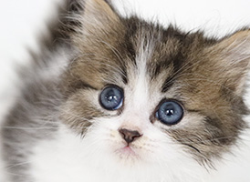 人気の猫種・猫の種類から子猫を探す 3位：ミヌエット