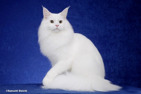 メインクーンはとても見栄えの楽しい人好きな猫で毛色も多々あり～♪｜野村　陽子(のむら　ようこ)ブリーダー(北海道・メインクーンなど・NLCF登録)の紹介写真1